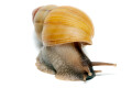 Lissachatina zanzibarica type 4 adult